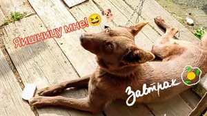 Мишкин заказ на завтрак!😄🐕 Удар по яйцам!😁 Катастрофа!