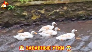 Забавные утки мускусные и пекинские на свободном выгуле со своими друзьями ч.(210) ❣️🤗😂