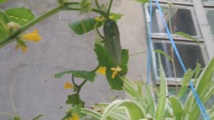 Напекла лепешки рецепт ! Последний день лета !☀️⛱️🏜️🏞️🌡️🌊🪴🌺🌷🌹🏵️💮🌻