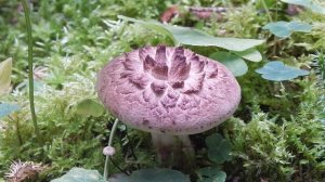 ЦВЕТУЩИЙ ГРИБ