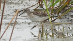 кулик Фифи, наблюдение птиц в Новгородской области, Ушерско, 31 августа 2025