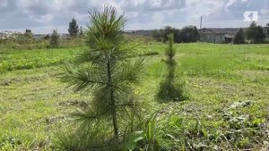 В Ярославской области мошенники незаконно присвоили государственную землю в 40 га