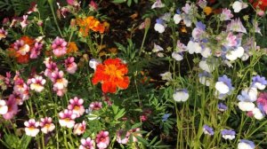 Жаркий июль 2025 год. Красивые цветули и Принц