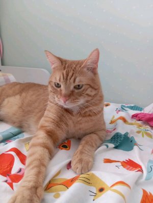 мой милый милашка 2