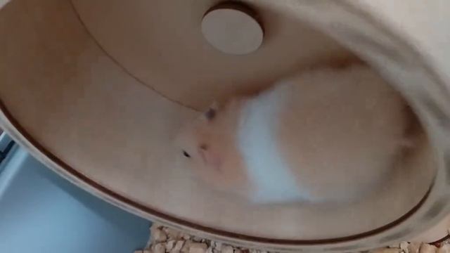 хомяк огурецаголик