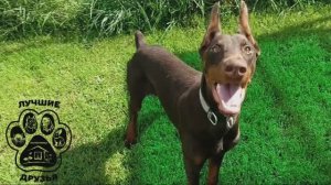 Доберман Рэй в поисках любящих и ответственных владельцев!