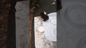 КотоМалышам срочно нужен дом!