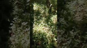 Грибной взрыв