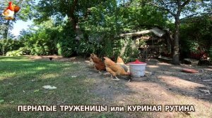 Куры несушки свободного выгула и их обычная куриная рутина – эпизод (660)