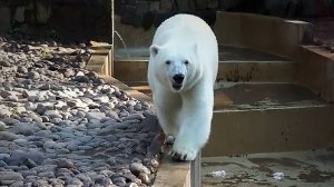 Медвежата Белка и Стрелка набегались по вольеру и пошли купаться в бассейне.