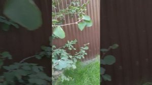 как кот гуляит