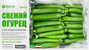 GilaFruit: Поставки хрустящего иранского сельдерея премиум-класса