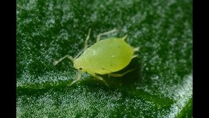 Паразитология - Основы паразитологии, классификация _ Природно-очаговые заболевания и его компоненты