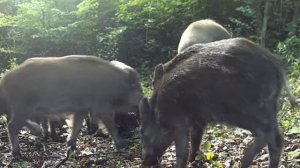 Фото ловушка 🐷