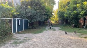 Бельгийская овчарка 3,5 месяцев Бэлла! Третий день занятий! Отработка команды ко мне с котиками!