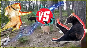 Сторожевой кот ⚔ 🐻 🆚 🐈 Кот против медведя!
