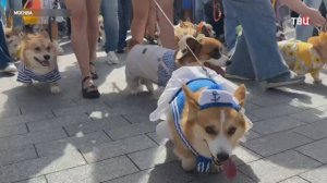 Умиление и хорошее настроение: на ВДНХ прошёл необычный парад корги / События на ТВЦ