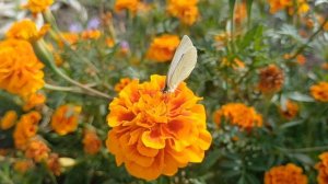 Последний день уходящего лета☀️ Дача'25