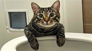 ПРИКОЛЫ С ЖИВОТНЫМИ ДО СЛЕЗ #170 Смешные КОТЫ И СОБАКИ  Приколы
