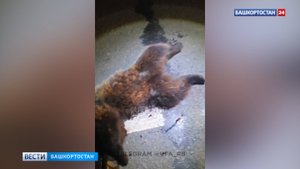 Медвежонка сбили на трассе в Башкирии