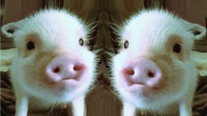 Мама Свинка хмурится