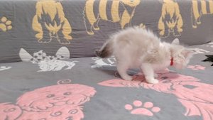 Ragdoll Silk Griffon Gloria.mp4