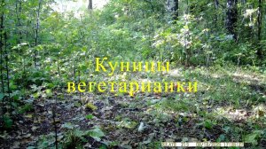 Куницы вегетарианки