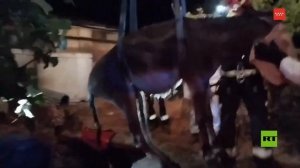 إنقاذ حمار سقط في بئر بالقرب من مدريد