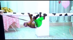 Шоу с животными 🐾 | Яркие эмоции для детей и взрослых