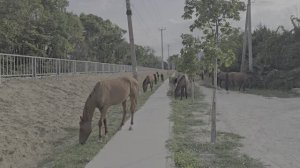 Лошадки на улице Сукко 28 августа 2025 года. Автор Дмитрий Сорвенков.