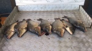 улов карпа на большом водоёме