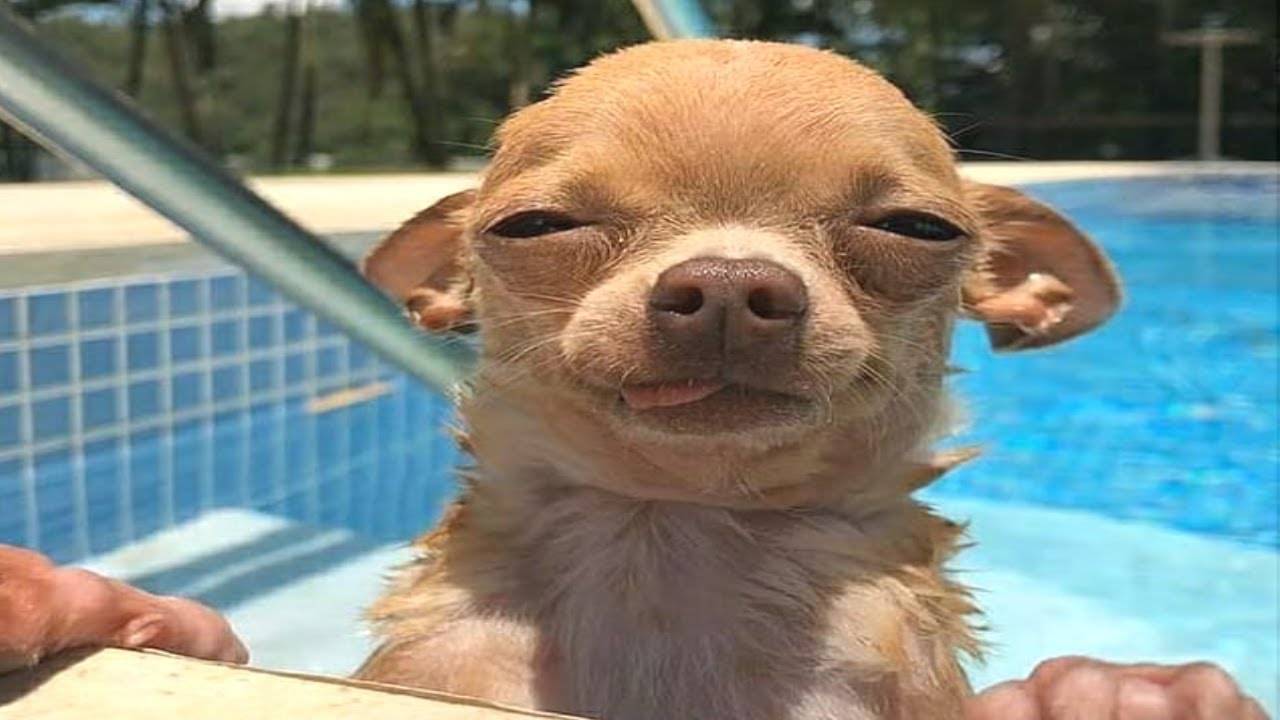 ЛУЧШИЕ ПРИКОЛЫ 2025 СМЕШНЫЕ ЖИВОТНЫЕ, КОТЫ, КОТИКИ, САМОЕ СМЕШНОЕ ВИДЕО