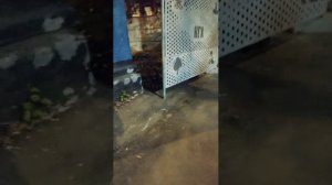 Мы идём гулять с собакой! | 31-авг-2025