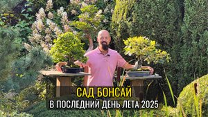Сад бонсай в последний день лета 2025