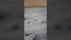 Летняя школа котиков 4 серия-хаус