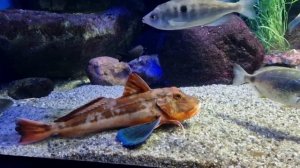 Москвариум май 2025 года