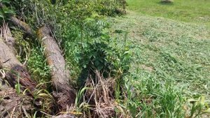 Ветер завалил старую алычу