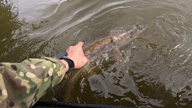 🎣БЕРЕГИТЕ РЫБУ🎣fishing#туризм#природа#ловля#рыбалка#щука#ловлящуки#ночевка#Чулым#река#спиннинг