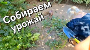 Урожай картофеля просто супер