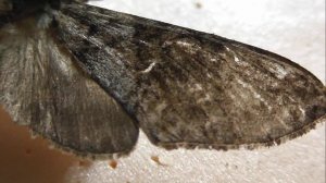 БРАЖНИКИ: 575. Praedora plagiata