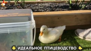Идеальное птицеводство достойно восхищения 🐓🦆🦢🦚🦃🐔 эпизод (326)