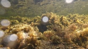 Мелководье Черного моря в августе.