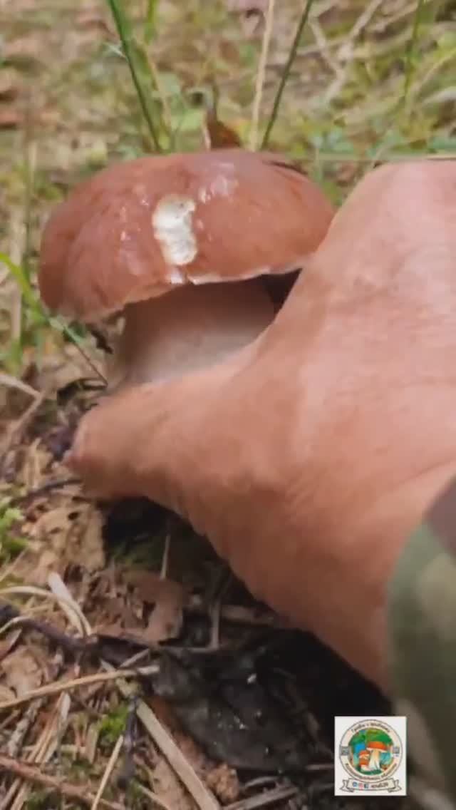 сбор грибов утром! БЕЛЫЕ ГРИБЫ ДОРОГАМИ ПОСЛЕ ДОЖДЯ!!!! смотреть онлайн