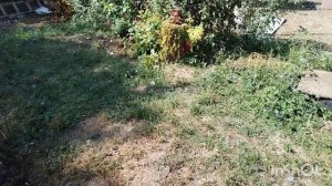 Как растёт вербейник на юге. Про кур и просто про жизнь на юге.