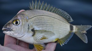 Ловля ласкиря. Чёрное море. Турция, Измир, с уловистой оснасткой и наживкой Marukyu Isome!
