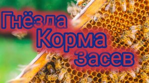 Гнёзда.Корма.Засев