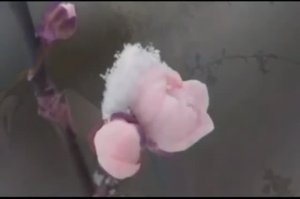 Загрустившая моя вишенка