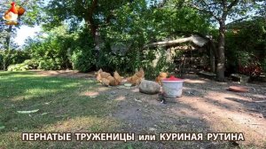 Куры несушки свободного выгула и их обычная куриная рутина – эпизод (659)