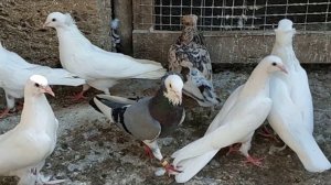 Мраморные носочубые и двухчубые бойные Голуби: В Гостях у Руслана!
