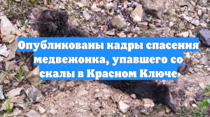 Опубликованы кадры спасения медвежонка, упавшего со скалы в Красном Ключе